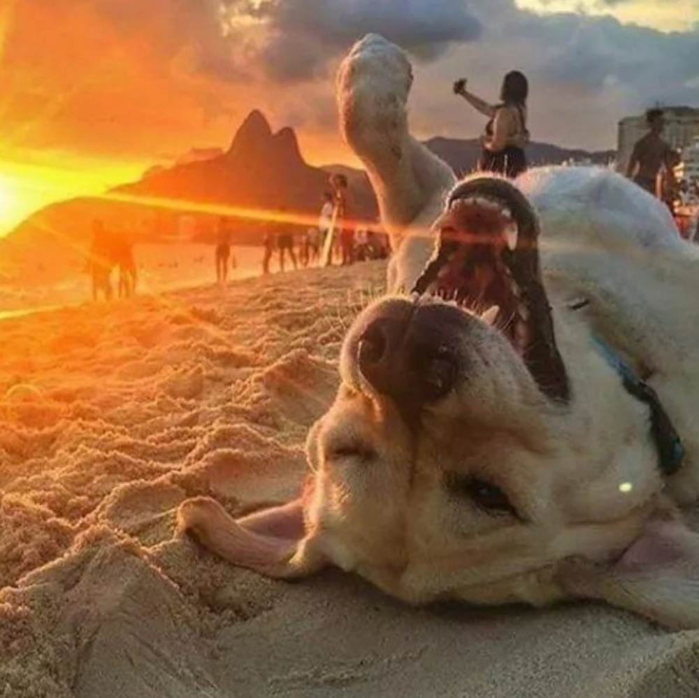 Meet your Posher, Morgan